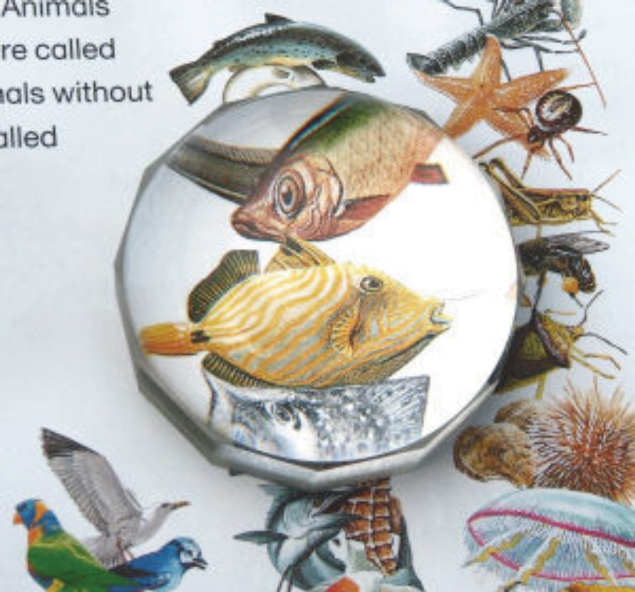 5850Magnifier__23820